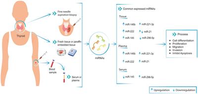 Differential microRNA expression for diagnosis and prognosis of papillary thyroid cancer